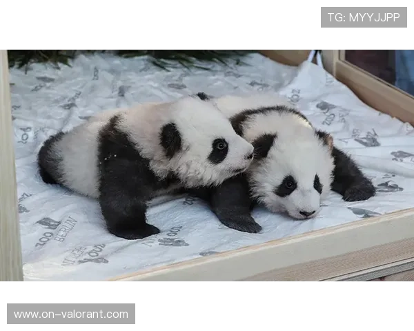 熊猫队命名源于爱国情怀，1941年由梁扶初之子组建